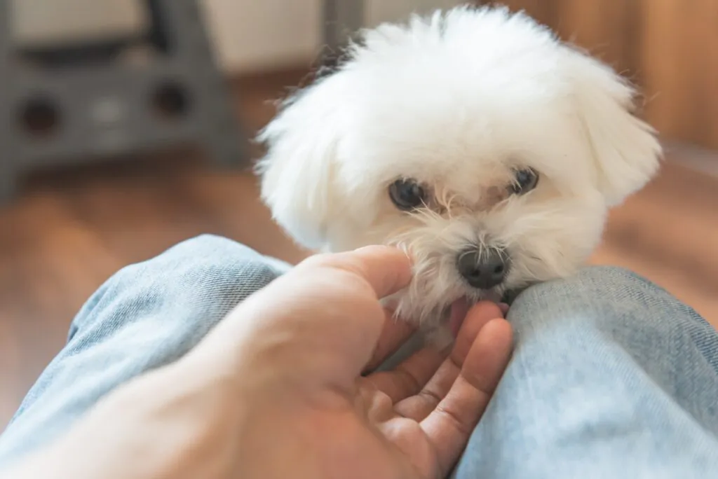 犬の涙やけ